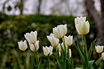 White tulips in my garden