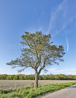 Buy stock photo A photo of green and lush forest in spring