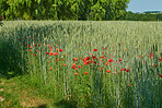 Wheat fields with poppies in early summer