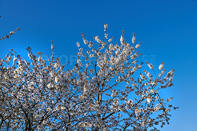 Buy stock photo Below shot of a mirabelle plum Blooming in the season of spring. Plant life in it's natural habitat and environment. Prunus domestica L. against the backdrop of a clear blue sky