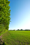 Spring forest