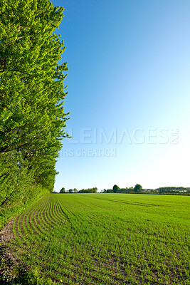 Buy stock photo A photo of green and lush spring forest in Denmark