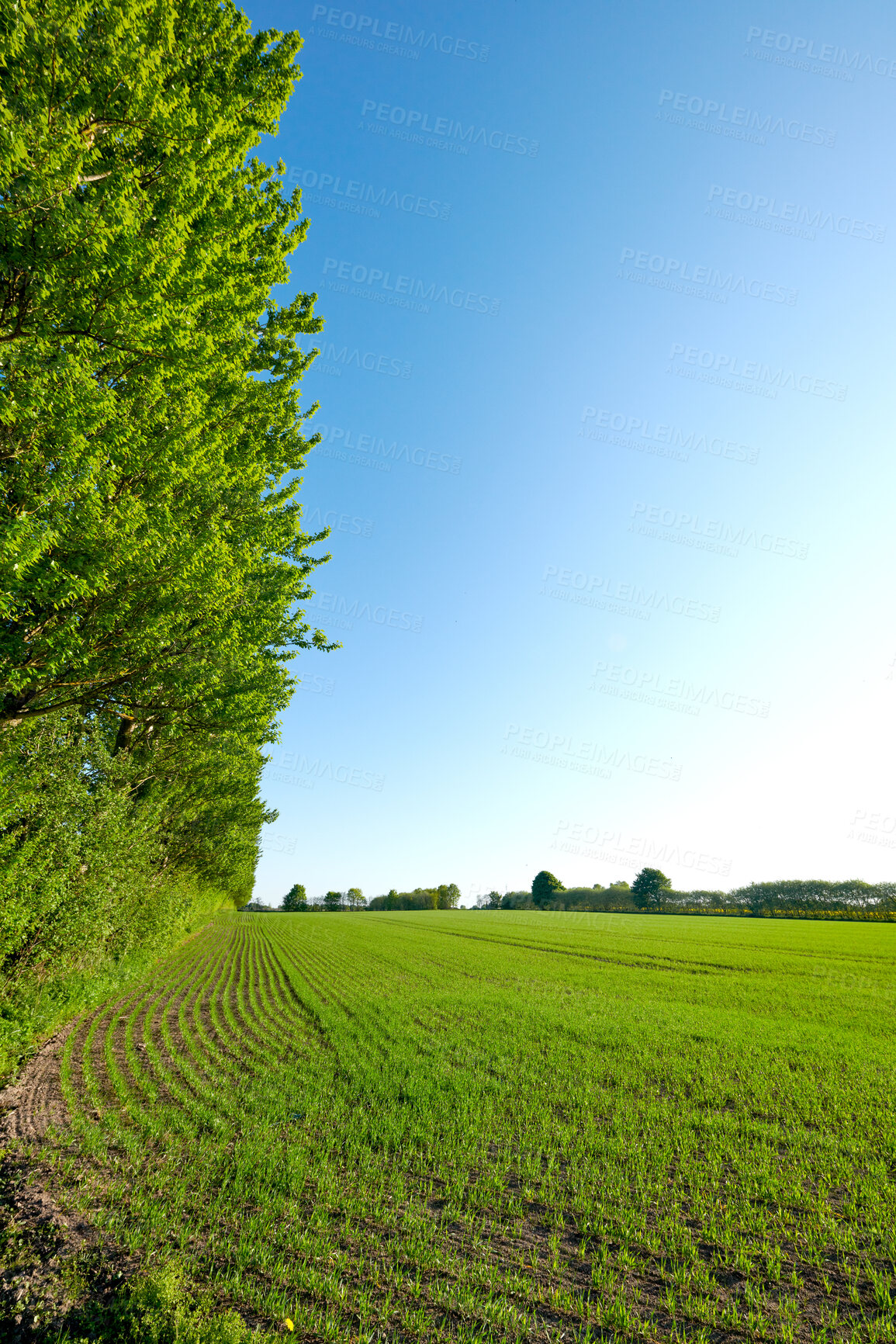 Buy stock photo A photo of green and lush spring forest in Denmark