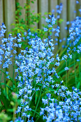 Buy stock photo Beautiful bright flowers growing in a garden outdoors in a backyard. Blue plants blossoming in a park with a wooden fence and green bush background. Detail of vibrant plants growing in a yard