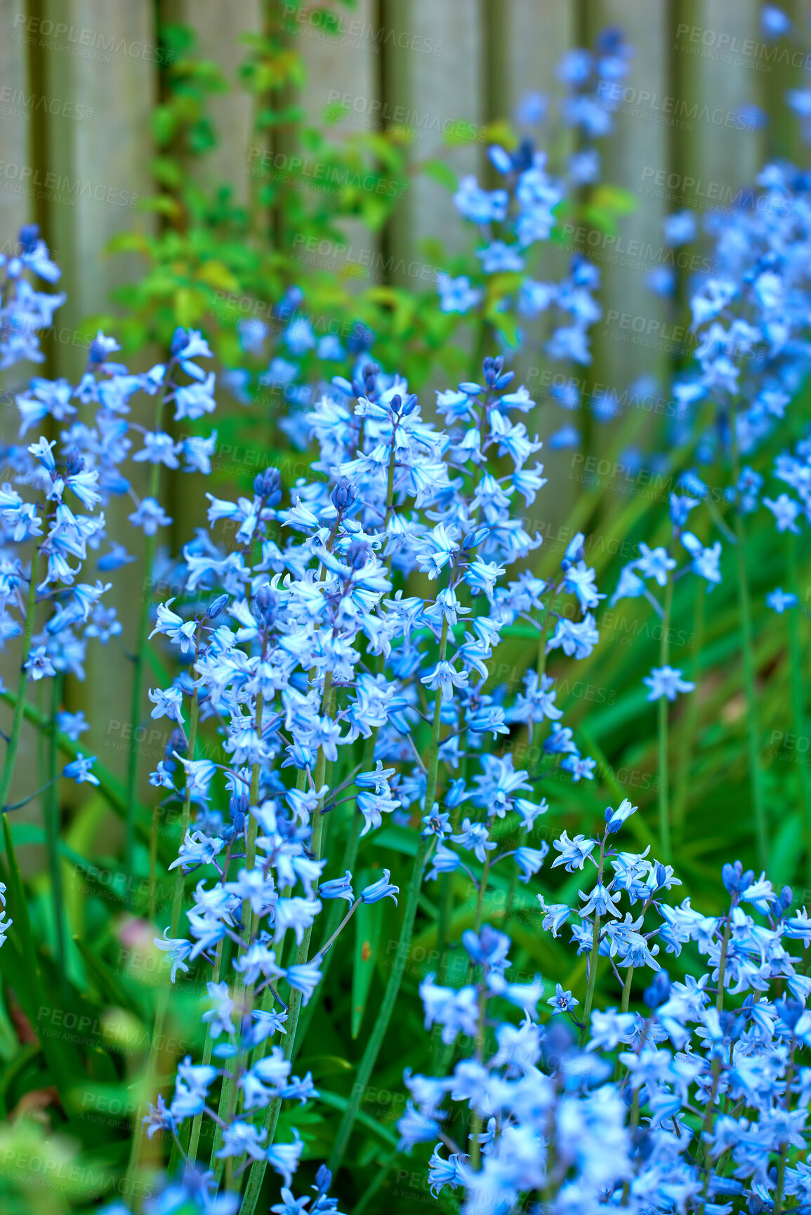 Buy stock photo Beautiful bright flowers growing in a garden outdoors in a backyard. Blue plants blossoming in a park with a wooden fence and green bush background. Detail of vibrant plants growing in a yard