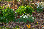 Common snowdrop - Galanthus nivalis 