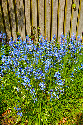 Buy stock photo Bluebell flowers in nature on a late spring gardening day. Beautiful green garden closeup view of tall flowers and grass growing by an outdoor wall. Natural relaxing scenery of blue flora outside. 