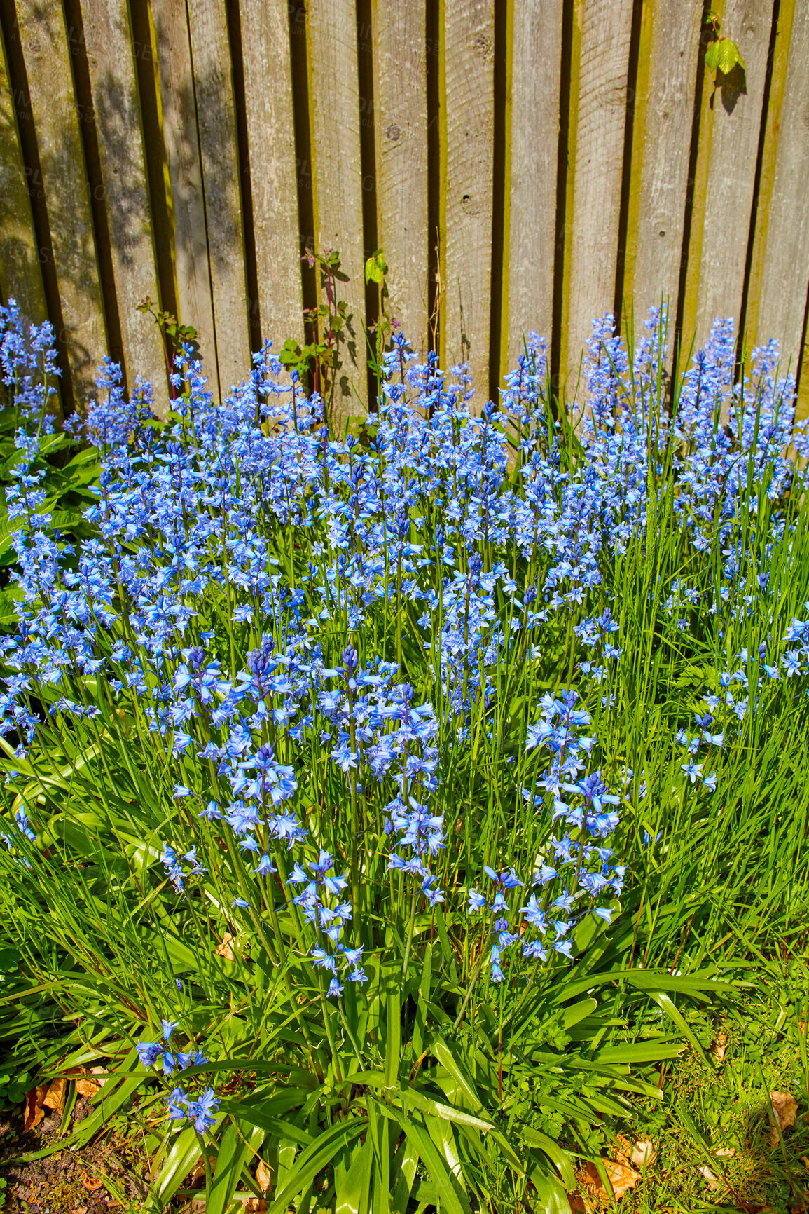 Buy stock photo Bluebell flowers in nature on a late spring gardening day. Beautiful green garden closeup view of tall flowers and grass growing by an outdoor wall. Natural relaxing scenery of blue flora outside. 