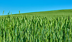 Green fields and blue sky in spring