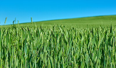 Buy stock photo Farmland in springtime - lots of copy space