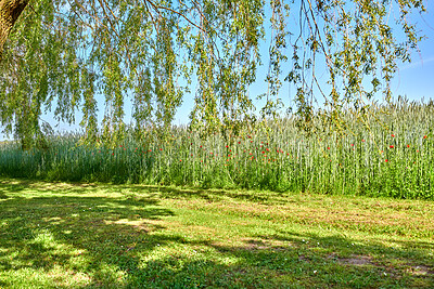 Buy stock photo A photo of green and lush forest in spring