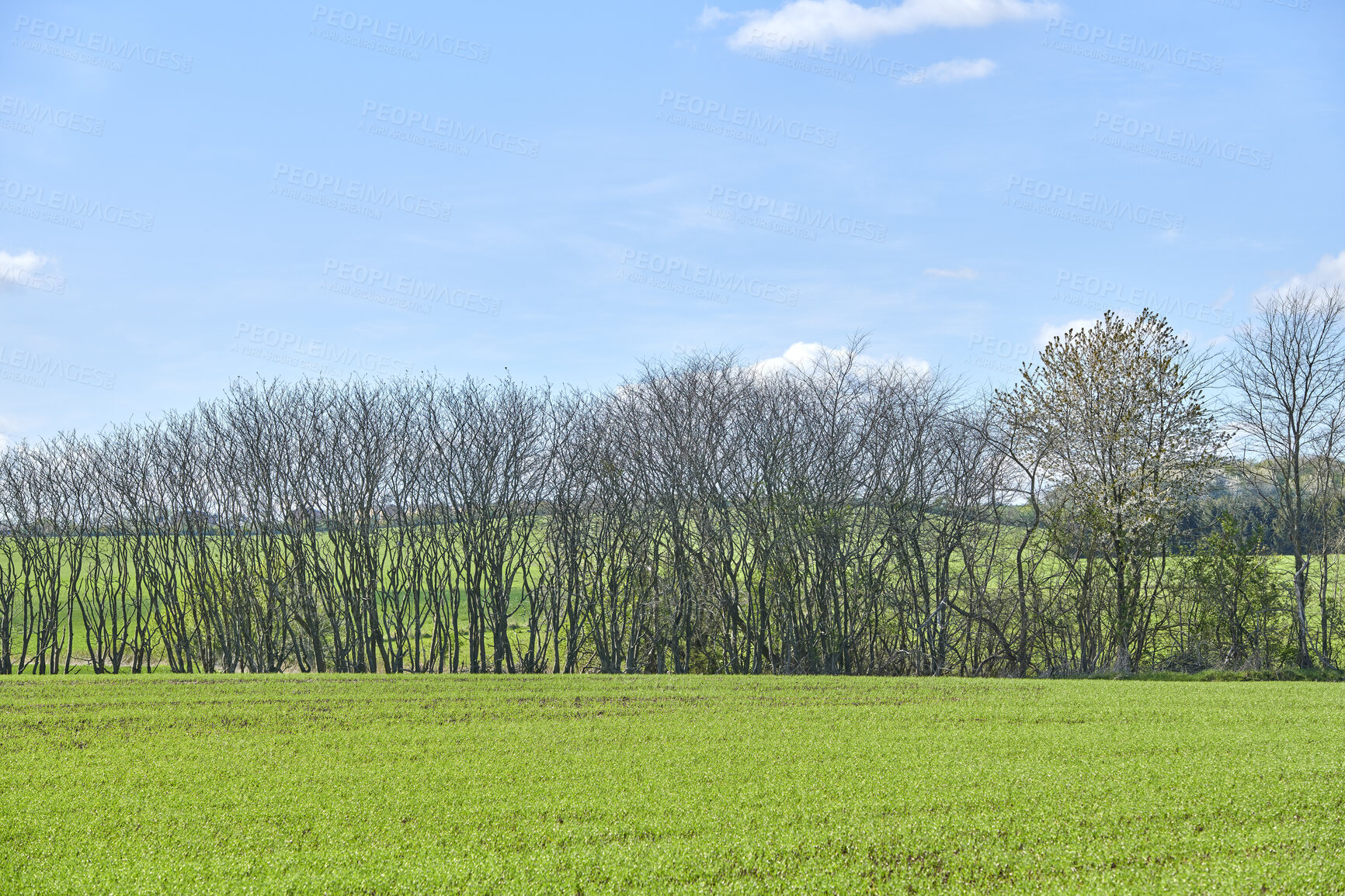 Buy stock photo Forest in springtime in Denmark