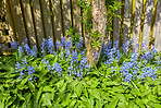 Bluebells in my garden