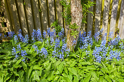 Buy stock photo Bluebell flowers growing in a lush green backyard garden in summer. Flowering plants beginning to blossom and flourish against a fence in a yard during spring. Flowerbeds with vegetation in nature