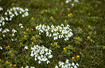 Common snowdrop - Galanthus nivalis 