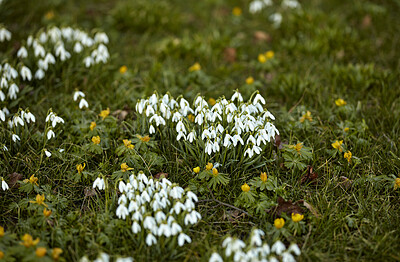 Buy stock photo Galanthus nivalis was described by the Swedish botanist Carl Linnaeus in his Species Plantarum in 1753, and given the specific epithet nivalis, meaning snowy (Galanthus means with milk-white flowers). T