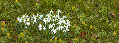 Buy stock photo Galanthus nivalis was described by the Swedish botanist Carl Linnaeus in his Species Plantarum in 1753, and given the specific epithet nivalis, meaning snowy (Galanthus means with milk-white flowers). T