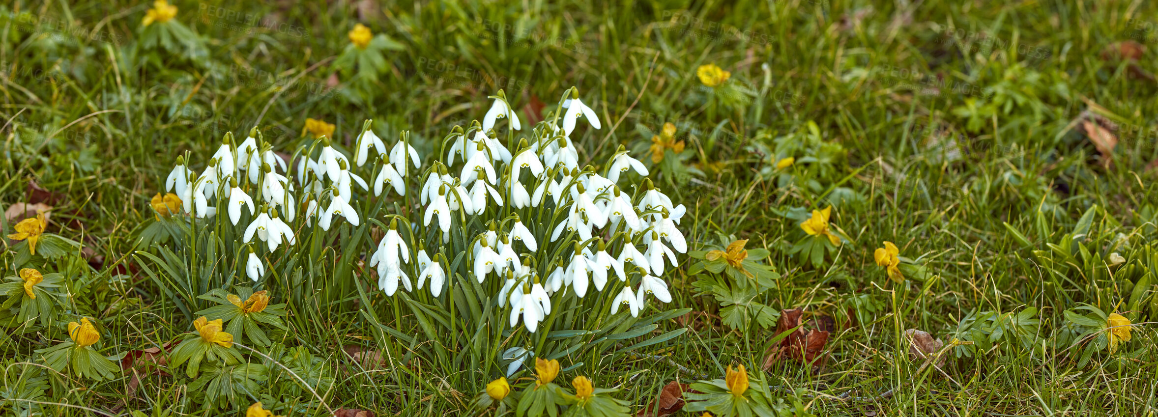 Buy stock photo Galanthus nivalis was described by the Swedish botanist Carl Linnaeus in his Species Plantarum in 1753, and given the specific epithet nivalis, meaning snowy (Galanthus means with milk-white flowers). T