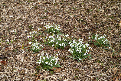 Buy stock photo Galanthus nivalis was described by the Swedish botanist Carl Linnaeus in his Species Plantarum in 1753, and given the specific epithet nivalis, meaning snowy (Galanthus means with milk-white flowers). T