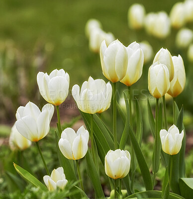 Buy stock photo Beautiful, colorful and pretty plants and flowers in a backyard, garden or on a field in summer. Landscape of blossoming, white and budding vegetation opening up and blooming in the countryside