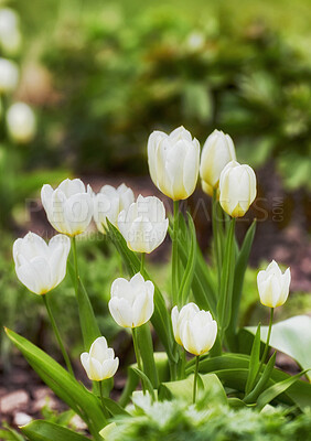 Buy stock photo Beautiful white tulips in my garden in early springtime