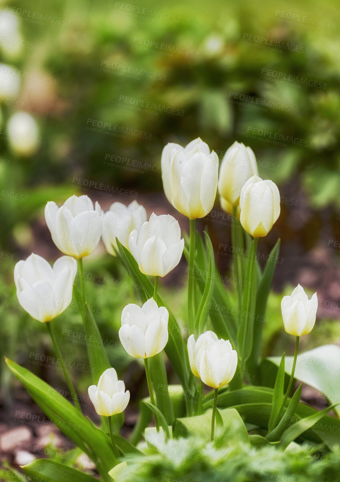 Buy stock photo Beautiful white tulips in my garden in early springtime