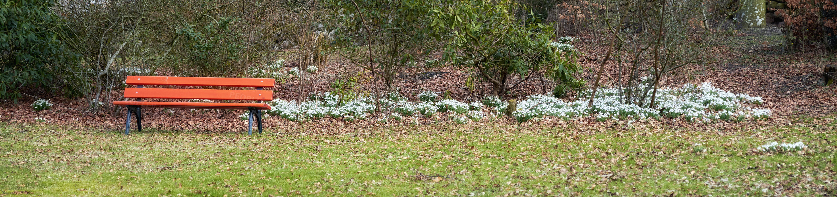 Buy stock photo Galanthus nivalis was described by the Swedish botanist Carl Linnaeus in his Species Plantarum in 1753, and given the specific epithet nivalis, meaning snowy (Galanthus means with milk-white flowers). T