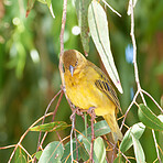 African golden weaver