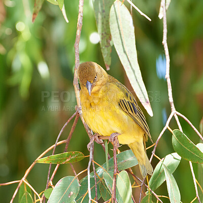 Buy stock photo Closeup of African weaver bird perched on a lemon scented gum tree branch with green leaves against bokeh copy space background. Birdwatching avian wildlife animal in a nature reserve habitat 