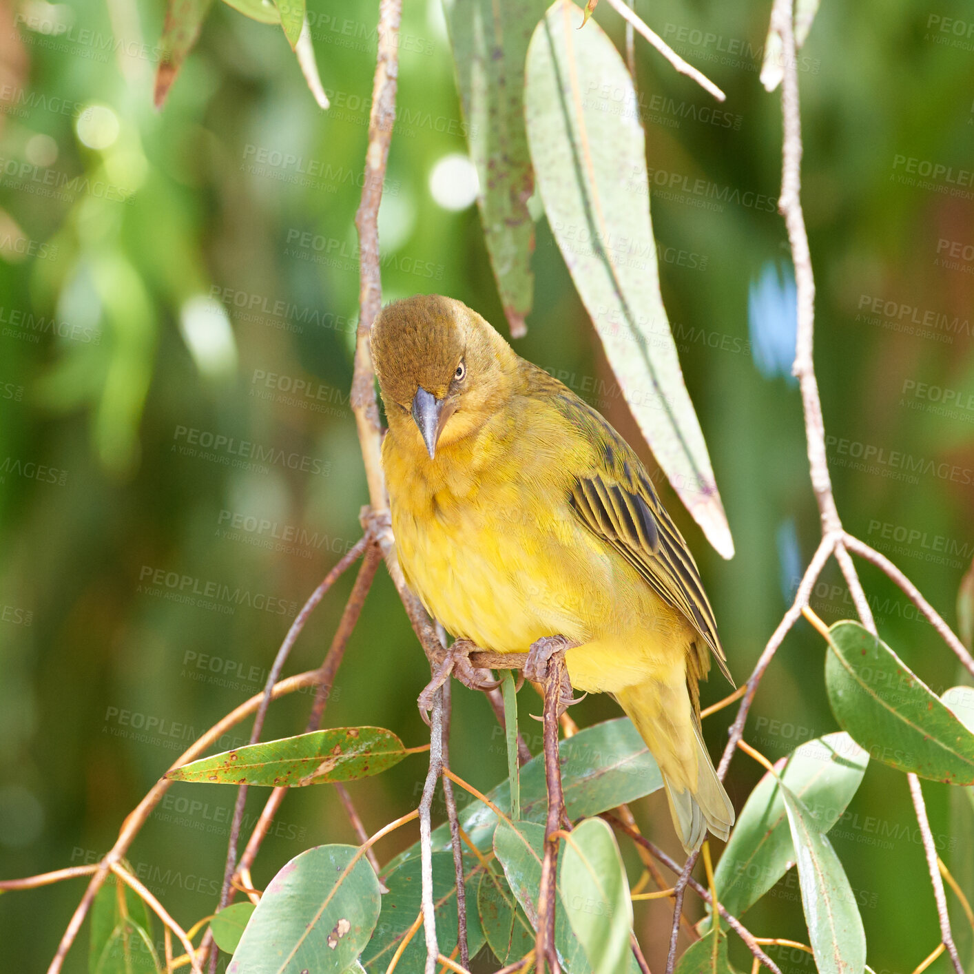 Buy stock photo Closeup of African weaver bird perched on a lemon scented gum tree branch with green leaves against bokeh copy space background. Birdwatching avian wildlife animal in a nature reserve habitat 