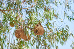 African golden weaver