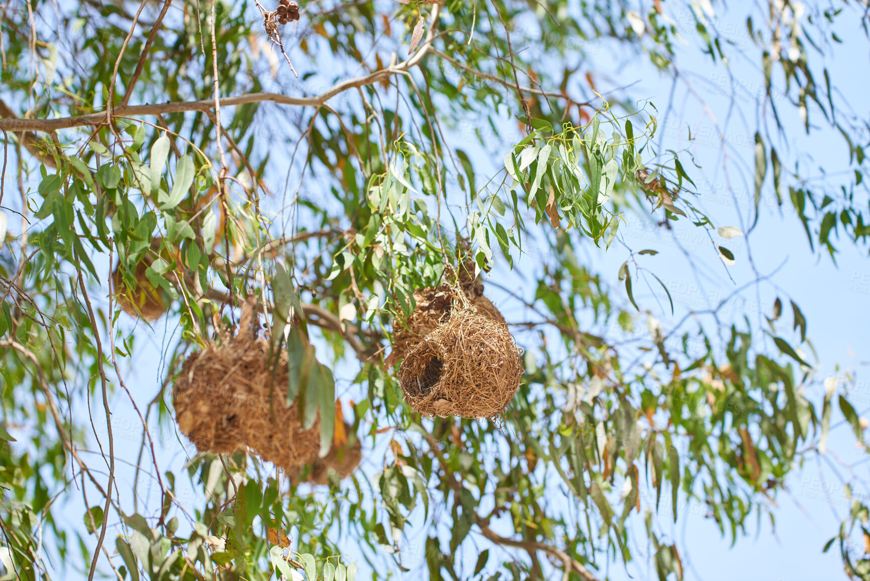 Buy stock photo African golden weaver bird nest view in green trees. Closeup nature view of empty nests high above in the beautiful outdoors. Natural scene with blue sky, leaves, and plants in the background.