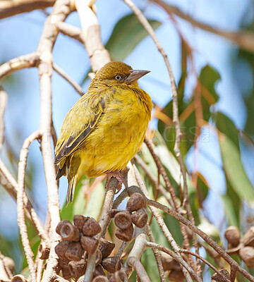 Buy stock photo Beautiful small african bird in nature. Closeup natural view on the golden weaver species on a branch in the outdoor inquiry. Detailed background of stems and small growing acorns on a sunny day.