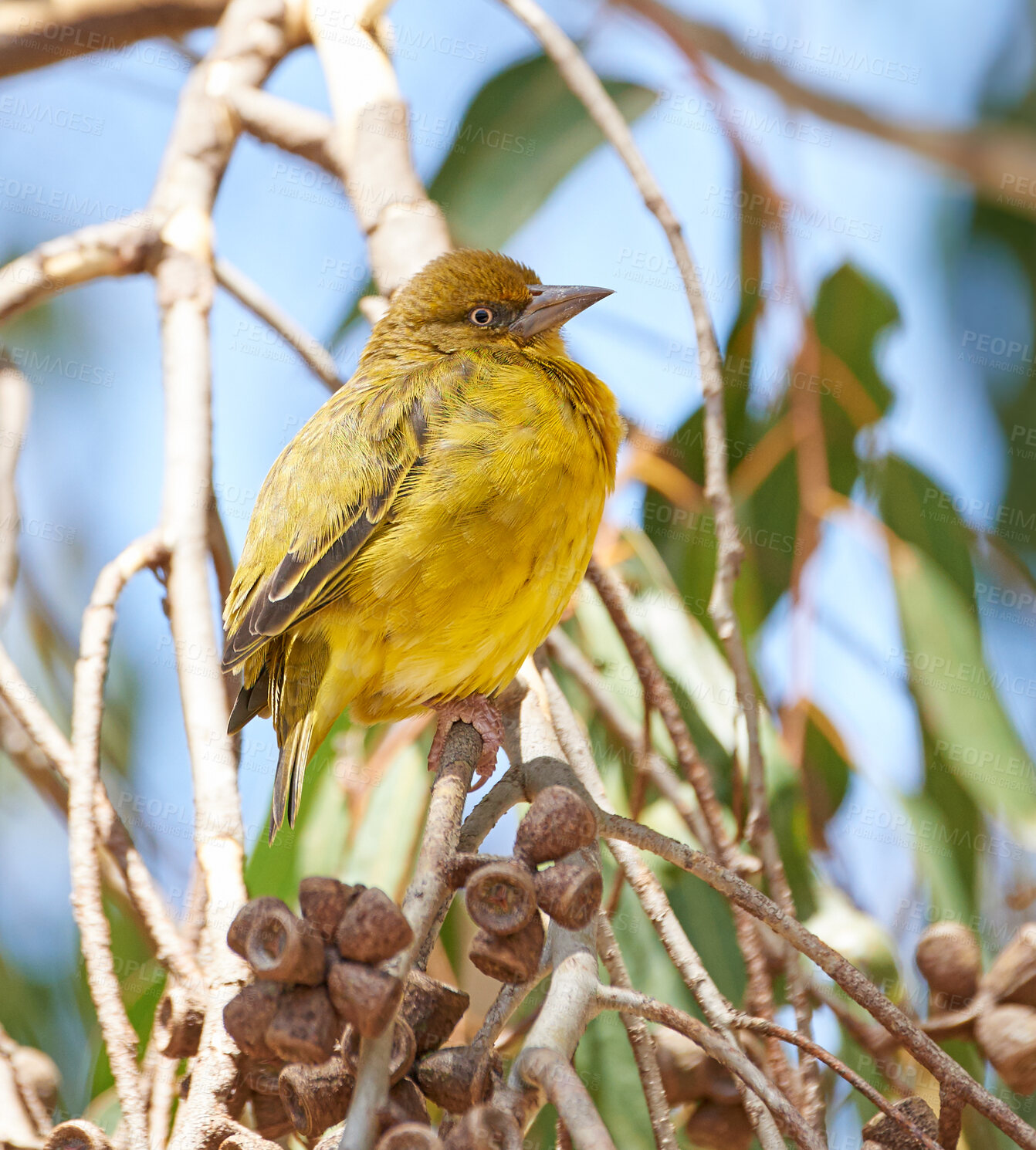 Buy stock photo Beautiful small african bird in nature. Closeup natural view on the golden weaver species on a branch in the outdoor inquiry. Detailed background of stems and small growing acorns on a sunny day.