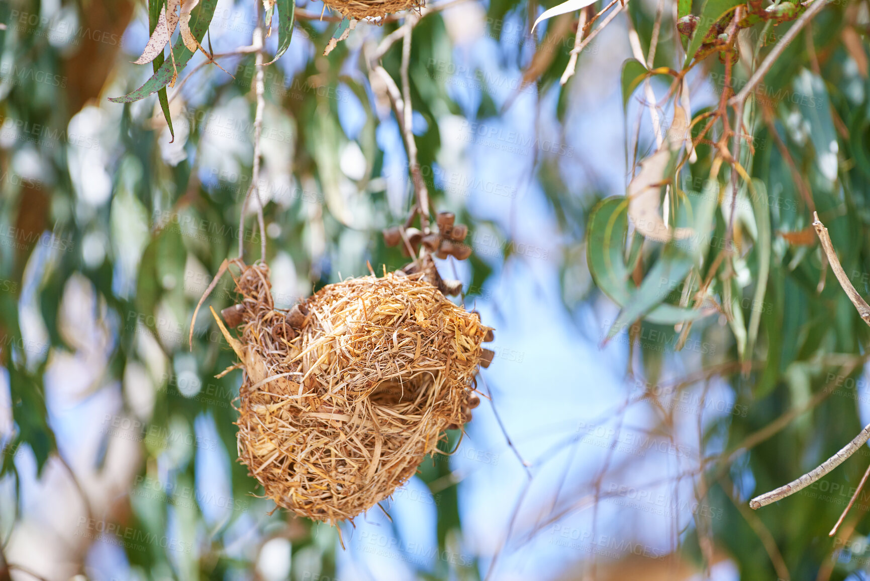 Buy stock photo closeup of nest of African golden weaver, Ploceus Xanthops. Woven bird home made of hay hanging from tree with a blurred leaf background. Freshly built and ready for laying eggs, springtime nesting