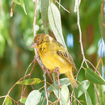 African golden weaver