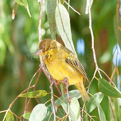 Buy stock photo Closeup of Cape weaver bird perched on lemon scented gum tree branch with green leaves against bokeh copy space background. Birdwatching avian wildlife of ploceus xanthops in nature reserve habitat
