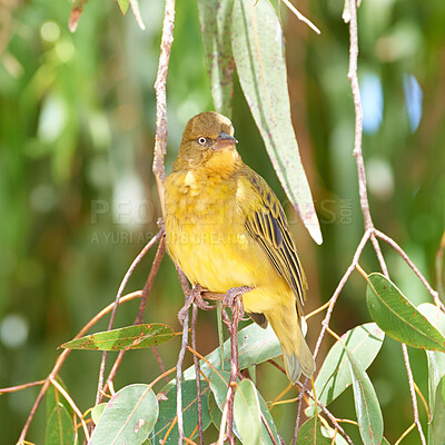 Buy stock photo Closeup of African golden weaver bird perched on a branch with green leaves against bokeh copy space background in a nature reserve. Birdwatching avian wildlife of curious ploceus xanthops in habitat