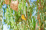 African golden weaver