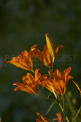 Buy stock photo A series of beautiful garden photos