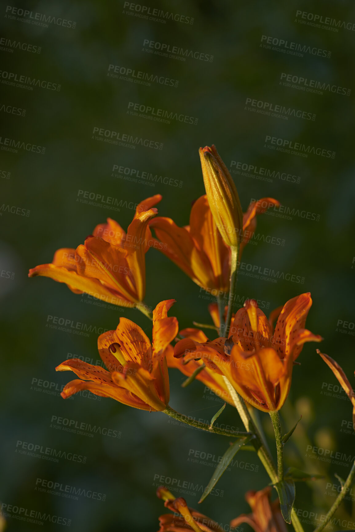 Buy stock photo A series of beautiful garden photos