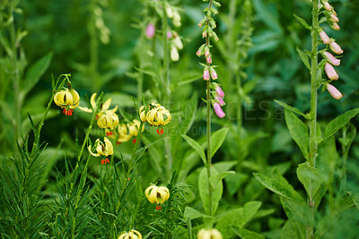 Buy stock photo A series of beautiful garden photos