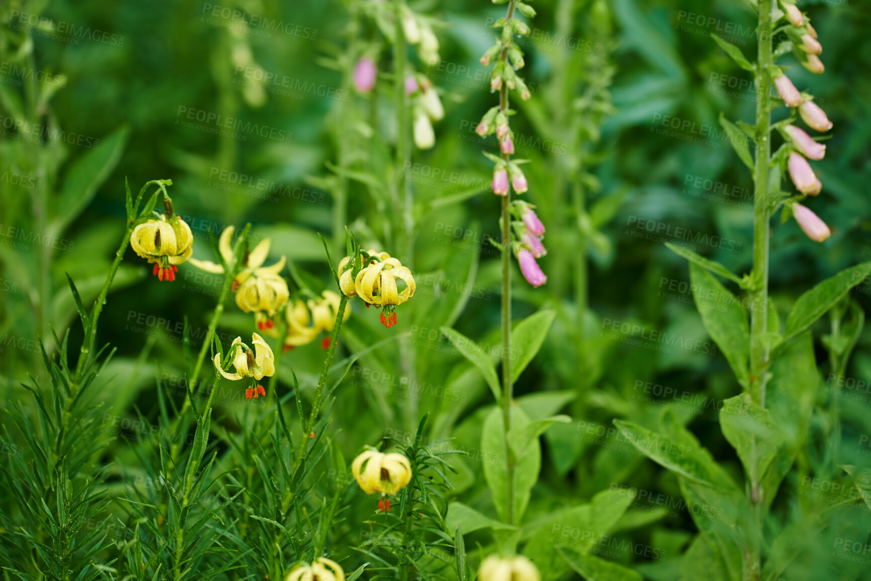 Buy stock photo A series of beautiful garden photos