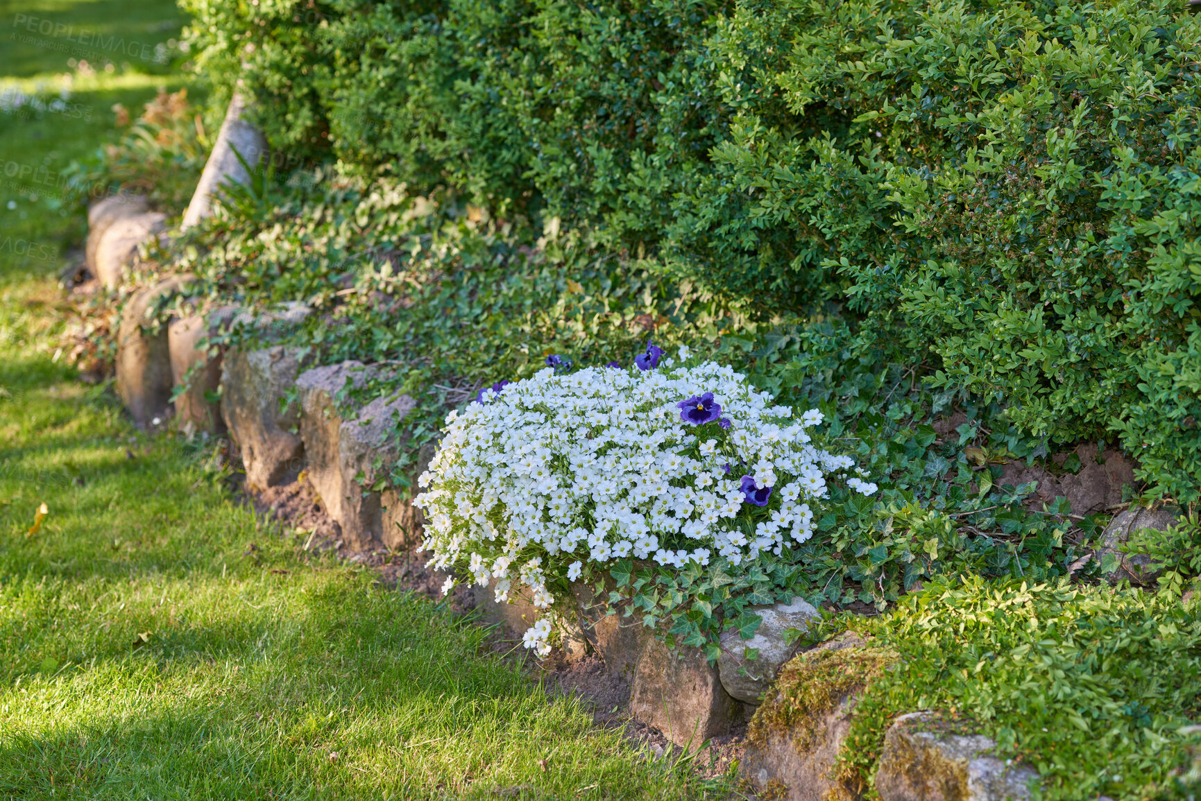 Buy stock photo White dusty miller and purple pansy flowers growing, flowering in lush, green and landscaped home garden flowerbed. Cerastium tomentosum bushes blooming in horticulture backyard as decorative plants