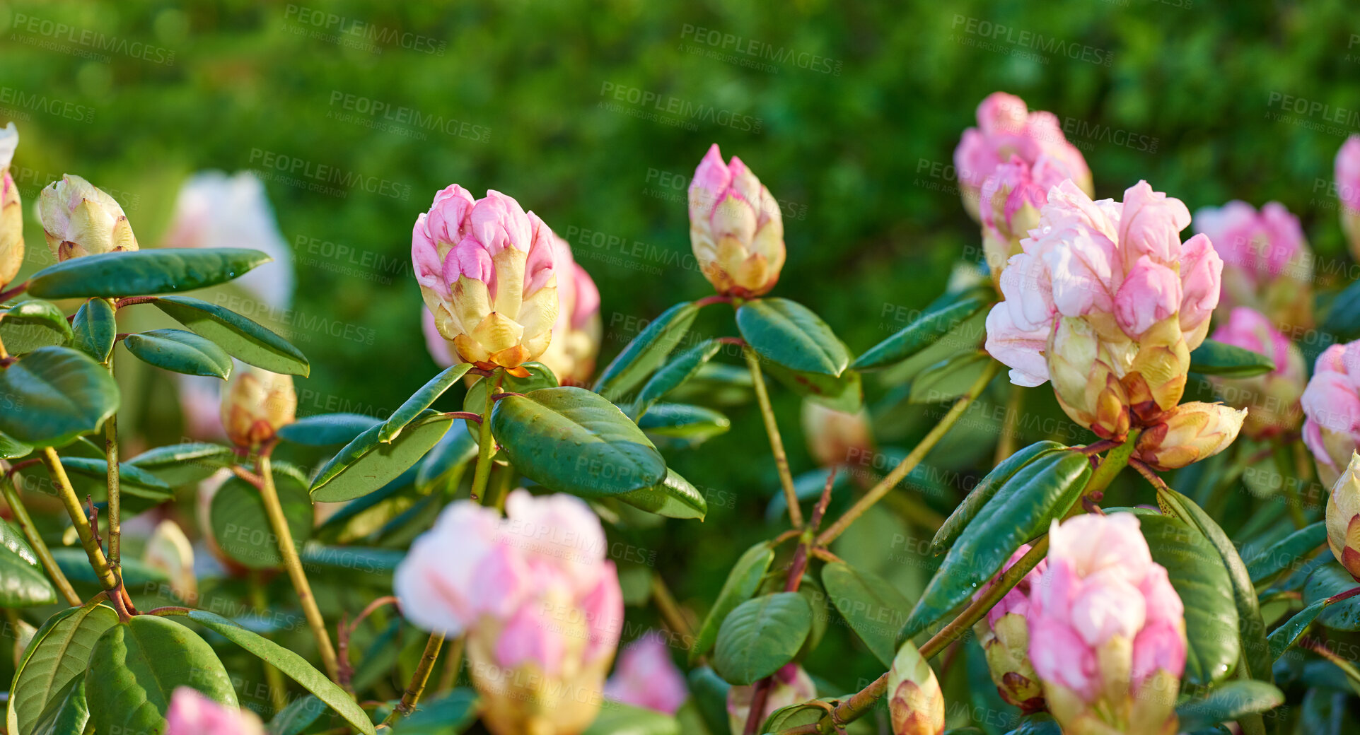 Buy stock photo Rhododendron is a genus of 1,024 species of woody plants in the heath family, either evergreen or deciduous, and found mainly in Asia, although it is also widespread throughout the Southern Highlands of the Appalachian Mountains of North America.