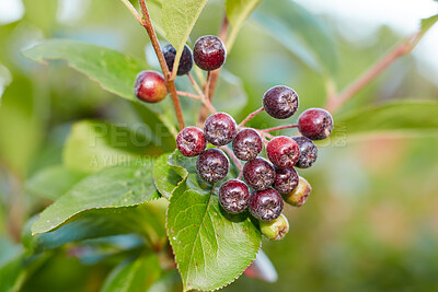 Buy stock photo A series of beautiful garden photos