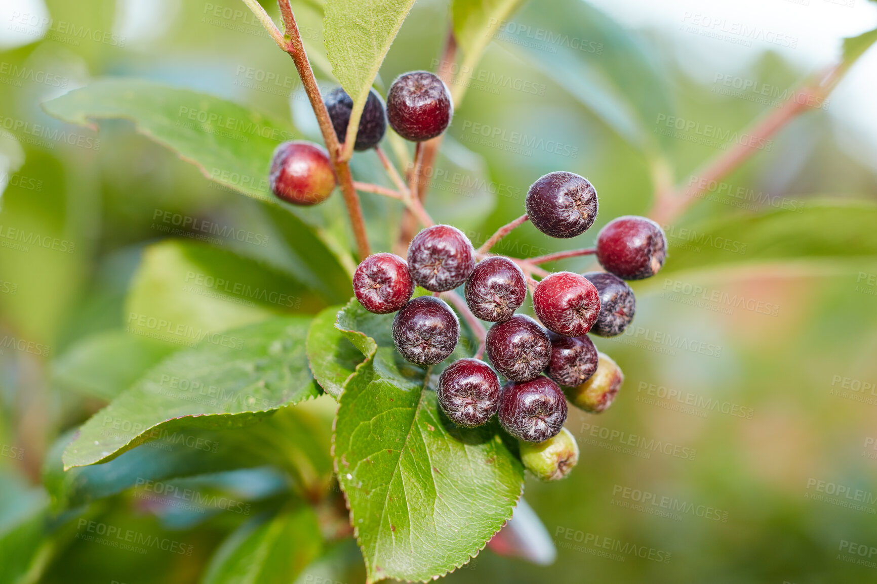 Buy stock photo A series of beautiful garden photos