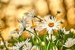Beautiful flowers from my garden