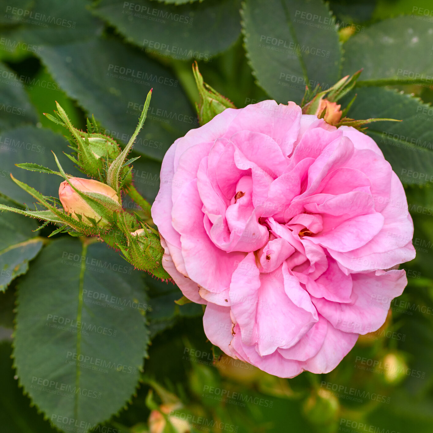 Buy stock photo Bright pink dog rose and buds on a tree in a garden. Closeup of a pretty rosa canina flower growing between green leaves in nature. Delicate petals blooming and blossoming on floral plant outdoors