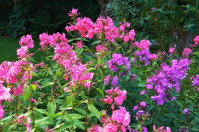 Buy stock photo Lush landscape with colorful flowers growing in a garden on a sunny day outside in spring. Vibrant pink and purple floral fall phlox paniculata blooming and blossoming in nature